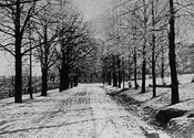Linden Lane in Winter