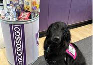 UMass therapy dog Valentina pictured with wishlist item donations