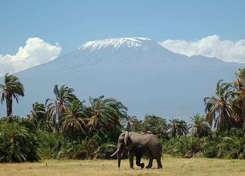 An elephant walks across a field in front of a large mountain covered in snow