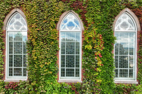 photo of ivy around the windows of the Brooks Concert Hall