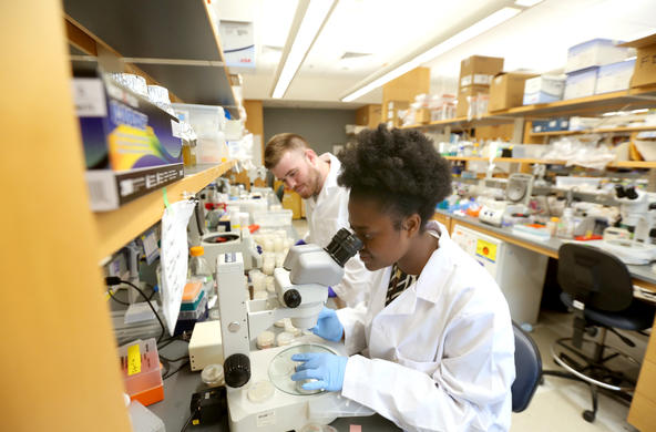 Edith Mensah Otabil conducts research during Summer Internship at UMass Medical School in Worcester.