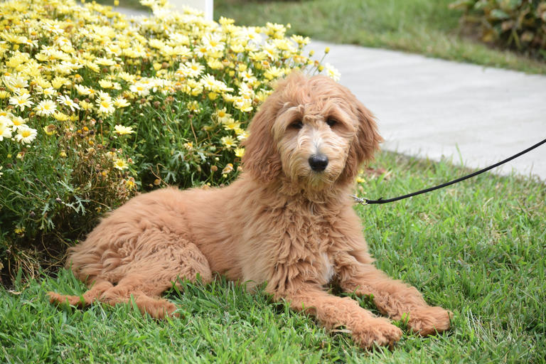Gracie, a goldendoodle comfort dog, sitting on the lawn.