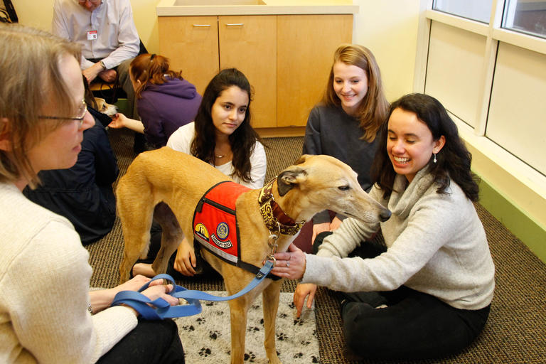 A group of students petting a therapy dog.