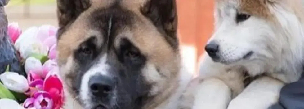 Take a Break with Therapy Dogs!