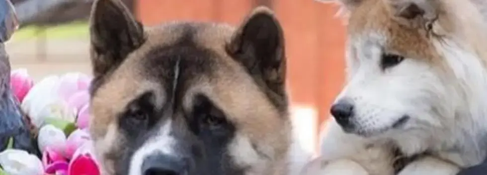 Therapy Dog Fridays (w/JEBI)