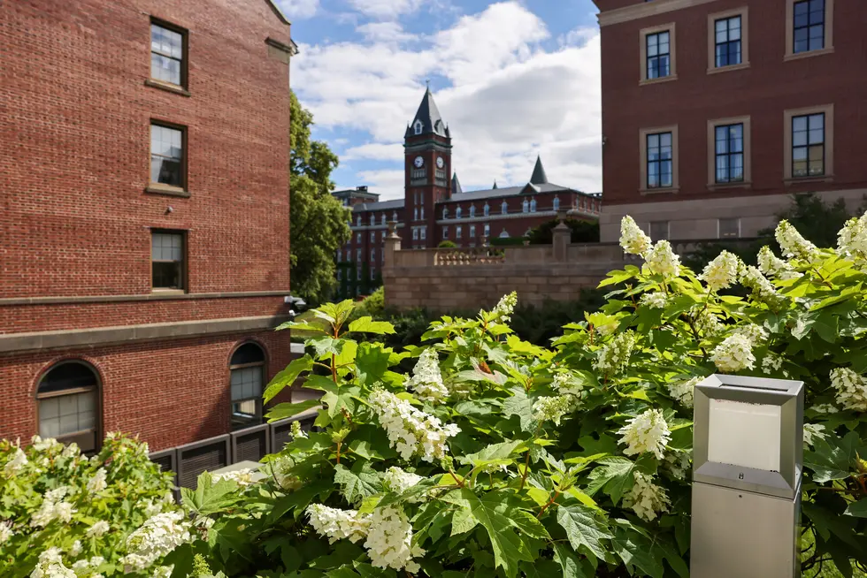 A clock tower in the background with shrubbery in the foreground on the Holy Cross campus