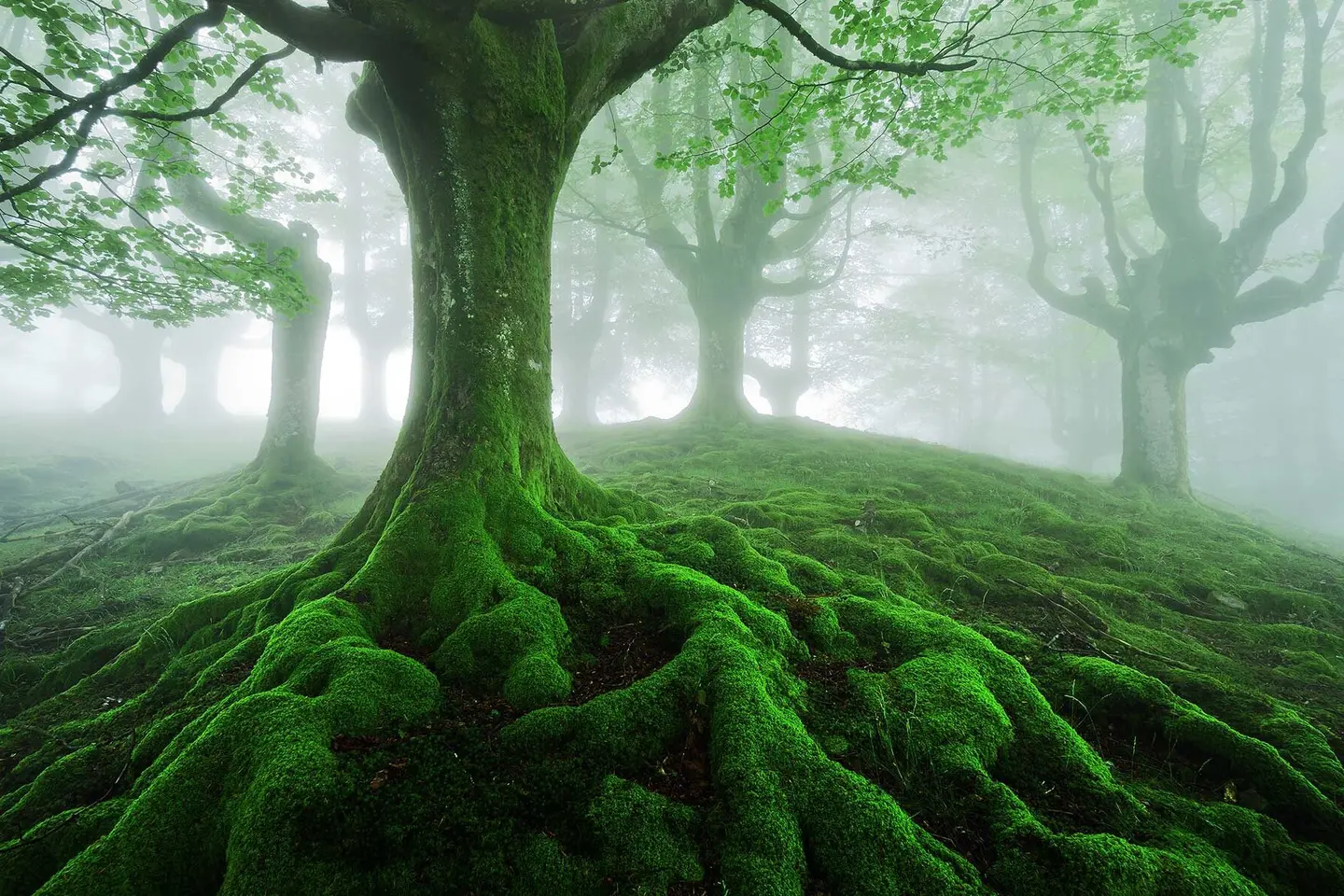 trees in a foggy forest