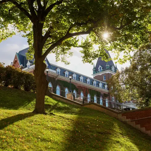 Sun shining through a tree and Fenwick Hall