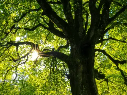 Top half of tree with sun shining through the leaves