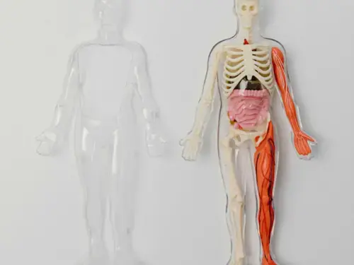 Human anatomy model with visible internal structure 