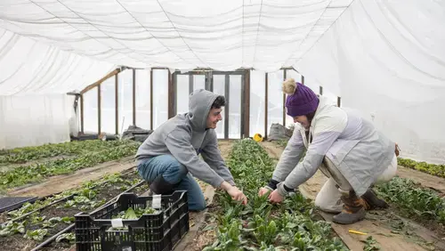 Students plant at Sun Moon Farm during a Spring Break Immersion Program