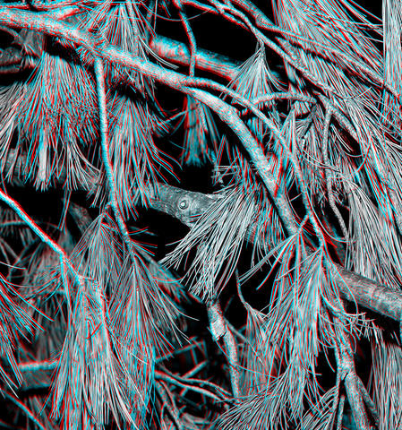Image of plants separated into colorful layers of blue, yellow, and green. A second image of a pine branch in 3D with highlighted red and green color.