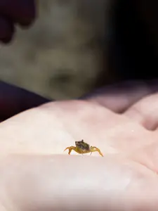 Small critter