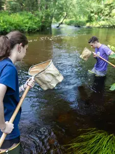 Students Francisco Luc Zafón-Whalen '24 and Aidan Bowler '24 gather freshwater invertibrates in the Quinapoxet River.