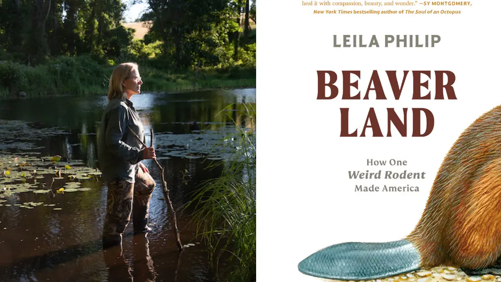 From left to right: Professor Leila Philip at work in the swamp and the cover of her book "Beaverland." Photos courtesy of Leila Philip