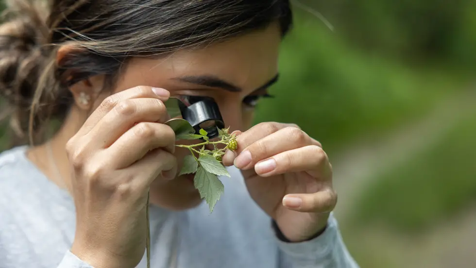 Person looking at a plant through a magnifying glass